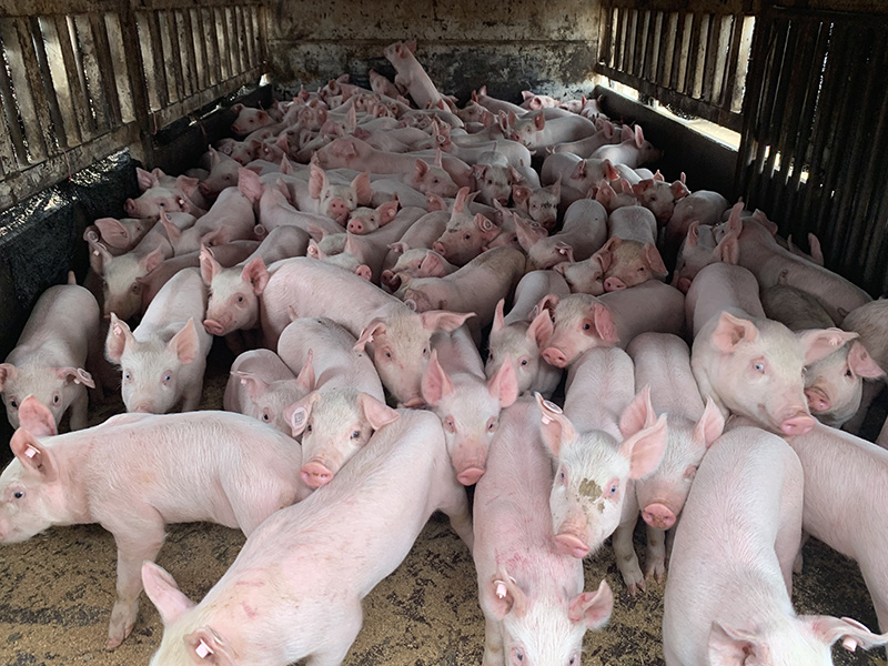 祝贺云南千村农牧在6月30日成交仔猪483头
