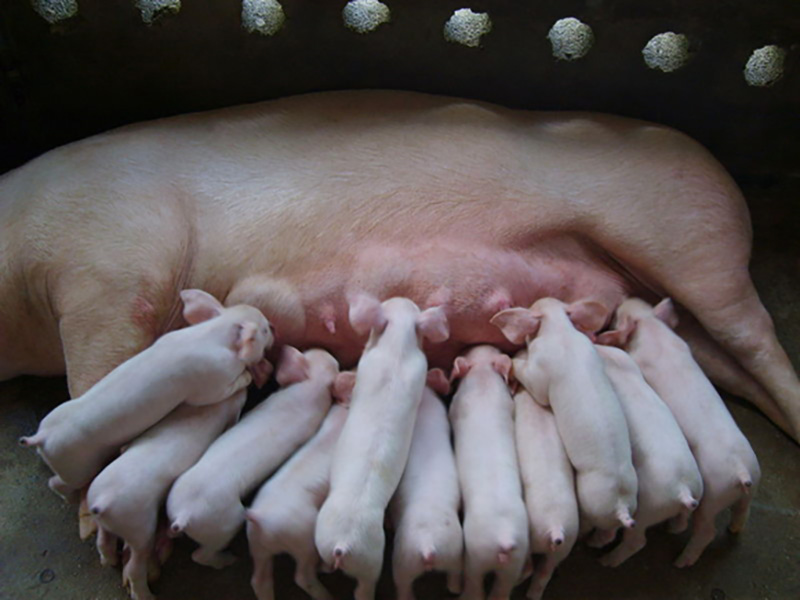 最大限度提高母猪泌乳期采食量