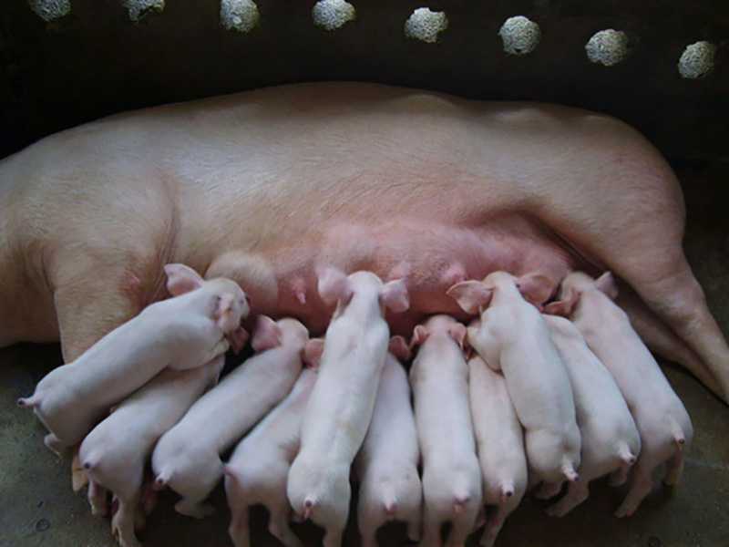 最大限度提高母猪泌乳期采食量
